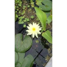 КОНСУЛЬТАЦІЇ І ДОПОМОГА В РЕШЕНІ ПРОБЛЕМ З РОЗТРИМАННЯМИ