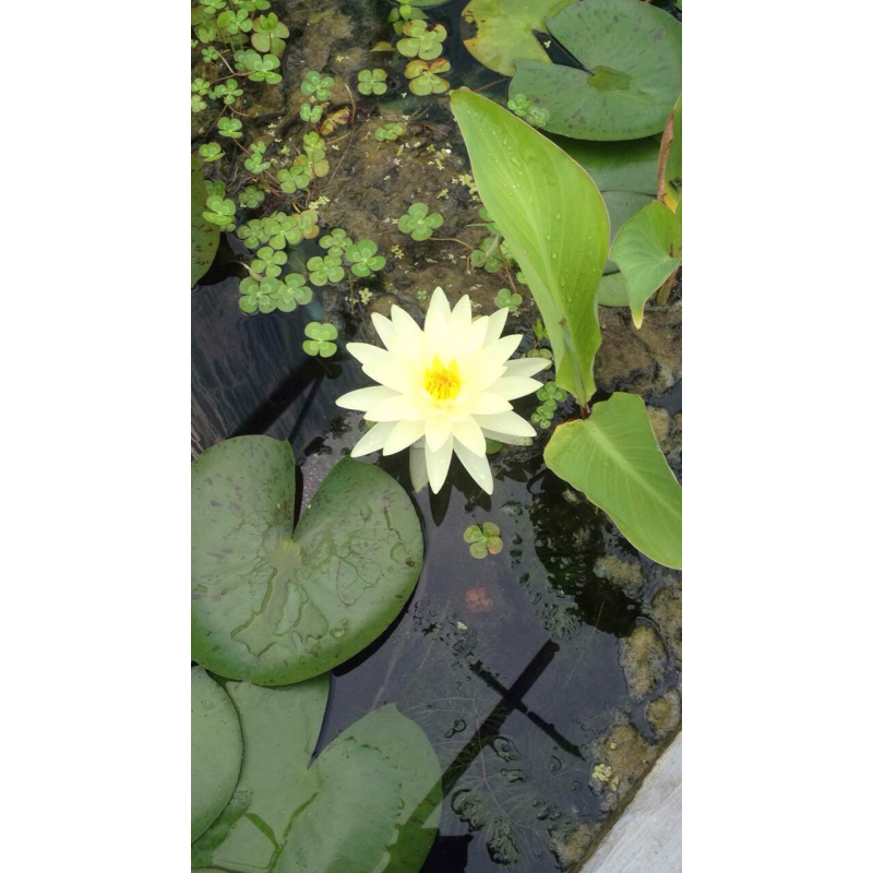 КОНСУЛЬТАЦІЇ І ДОПОМОГА В РЕШЕНІ ПРОБЛЕМ З РОЗТРИМАННЯМИ