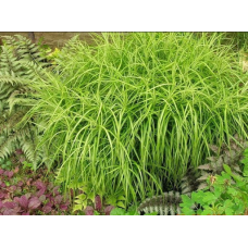 ОСОКА ПАЛЬМОЛИСТА ВАРІЄГАТНА (великий кущ у сітчастому горщику)