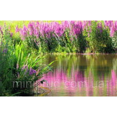 ДЕРЕВІЙ ІВОЛИСТИЙ (великий кущ у сітчастому горщику)