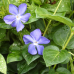 ВІЧНОЗЕЛЕНИЙ БАРВІНОК ВЕЛИКИЙ, блакитна квітка (дорослий кущ в технологічному горщику)