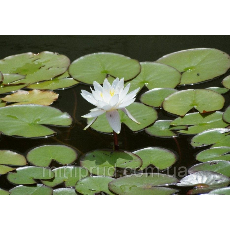 ЛАТАТТЯ, НІМЕЯ “АЛЬБІДА БІЛО-РОЖЕВА“ (відросток в технологічному горщику)