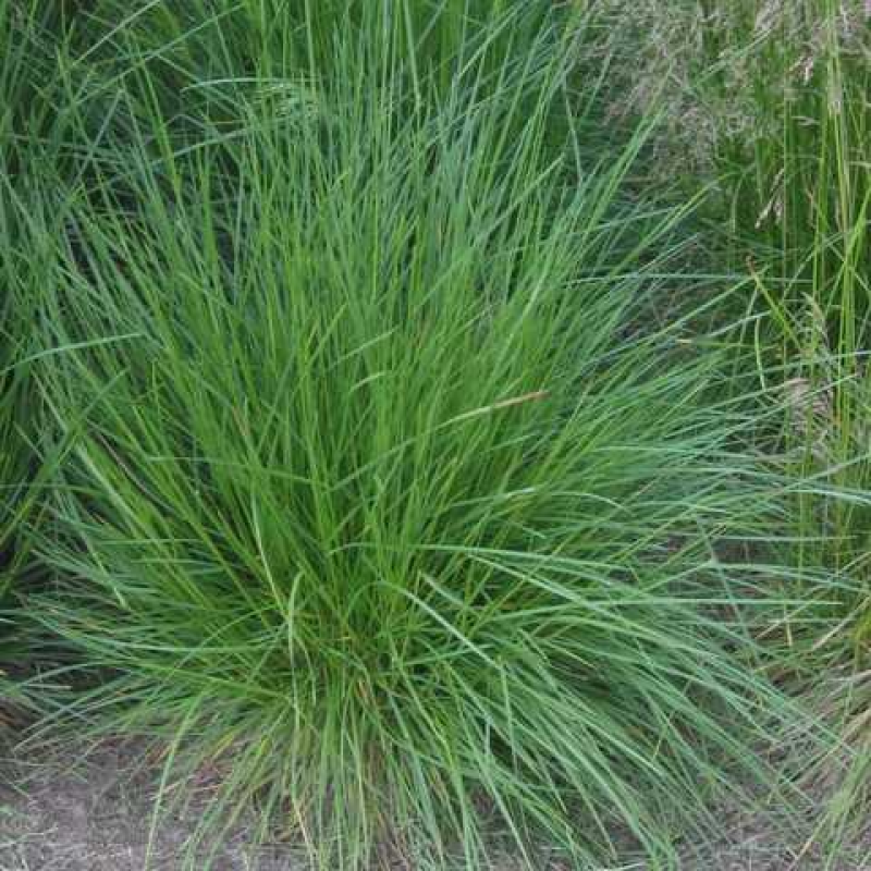 ЩУЧНИК ДЕРНИСТИЙ (дорослий кущ у технологічному горщику)