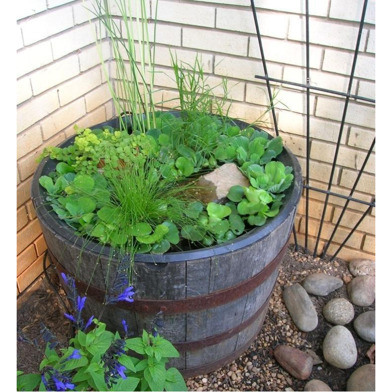 НАБОР №1 “СТАВОК у ВАЗОНІ“ - комплект рослин для міні водойми