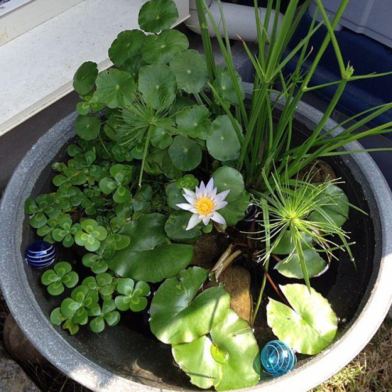 НАБІР №2 “СТАВОК У ВАЗОНІ“ - комплект рослин для міні водойми