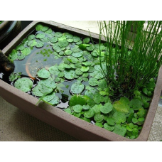 НАБІР №3 “СТАВОК У ВАЗОНІ“ - комплект рослин для міні водойми