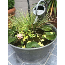 НАБІР №4 “СТАВОК У ВАЗОНІ“ - комплект рослин для міні водойми