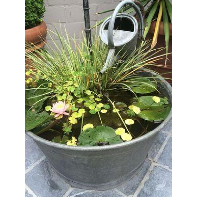 НАБІР №4 “СТАВОК У ВАЗОНІ“ - комплект рослин для міні водойми