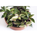 ТРАДЕСКАНЦІЯ ПРИРІЧНА для ОСТРОВА (композиція у круглому горщику)