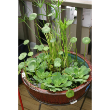 НАБІР №6 “СТАВОК У ВАЗОНІ“ - комплект рослин для міні водойми