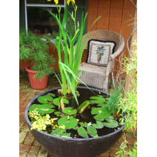 НАБІР №8 “СТАВОК У ВАЗОНІ“ - комплект рослин для міні водойми