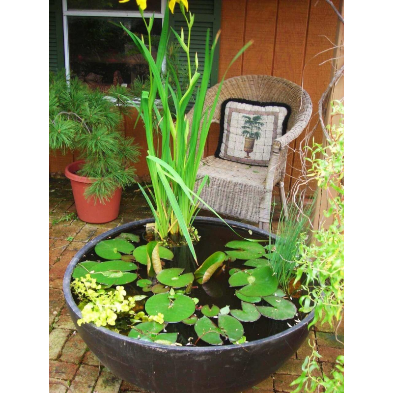 НАБІР №8 “СТАВОК У ВАЗОНІ“ - комплект рослин для міні водойми