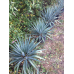 Юкка Королівська Алоелисна Вічнозелена (дорослий кущ в тех.горщику)