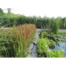 ІМПЕРАТА ЦИЛІНДРИЧНА (великий кущ у сітчастому горщику)