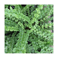 ПАПОРОТЬ БЕЗЩИТНИК ЖІНОЧИЙ «Frizelliae» (дорослий кущ у технологічному горщику)