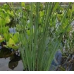 СИТНИК СИЗИЙ, ЮНКУС - рослина для міні ставка, водної клумби, ставочка у вазоні