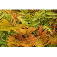 ВІЧНОЗЕЛЕНА ПАПОРОТЬ ЩИТОВНИК ЧЕРВОНОРУСОВИЙ «Dryopteris erythrosora» (дорослий кущ у технологіч. горщику)