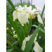 ІРИС БОЛОТЯНИЙ БІЛИЙ “СREME DE LA CREM“ (дорослий кущ в технологічному горщику)