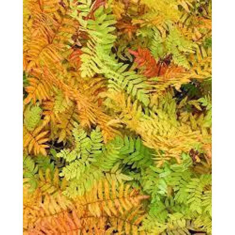 ПАПОРОТЬ ОСМУНДА КОРОЛІВСЬКА (дорослий кущ у технологічному горщику)