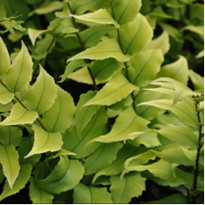 ВІЧНОЗЕЛЕНА ПАПОРОТЬ ЦИРТОРІУМ ФОРЧУНА (дорослий кущ у технологічному горщику)