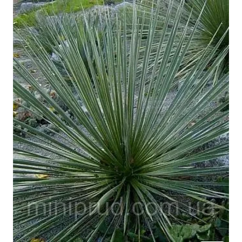 ЮКА КОРОЛЕВНА ПЗКОЛИСНА ВІЧНОЗЕлена (великий кущ у технологічному горщику)