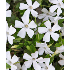 ВІЧНОЗЕЛЕНИЙ БАРВІНОК МАЛИЙ “ALBA“ (дорослий кущ у технологічному горщику)