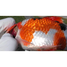 ЛЕЧЕННЯ РОЗАЙТЕНЬ І РИБИ ВІД ШВИДКІВ І ВРЕДІЙ