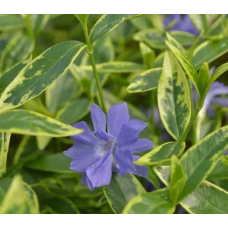 ВІЧНОЗЕЛЕНИЙ БАРВІНОК ВАРІЄГАТНИЙ, МАХРОВА КВІТКА (дорослий кущ у технологічному горщику)