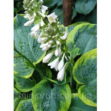 ХОСТА MAPLE LEAF (дорослий кущ в технологічному горщику)