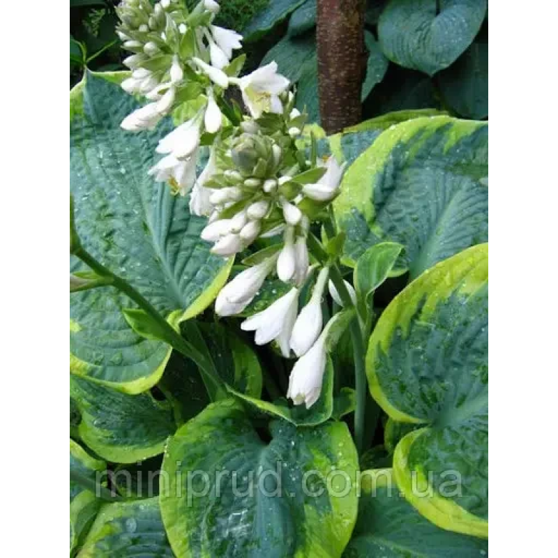 ХОСТА MAPLE LEAF (дорослий кущ в технологічному горщику)