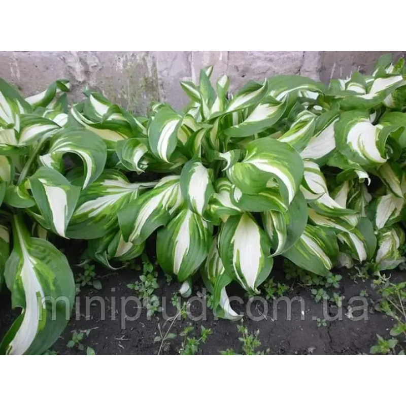 ХОСТА ВОВНІСТА (дорослий кущ в технологічному горщику)