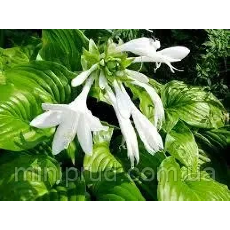 ХОСТА ПОДОРОЖНИКОВА (дорослий кущ в технологічному горщику)