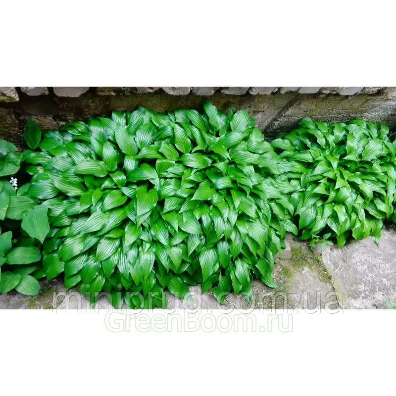 ХОСТА, ФУНКІЯ ЛАНЦЕТОЛИСТА або ВУЗЬКОЛИСТА (дорослий кущ в технологічному горщику)