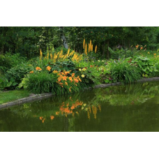 ЛІЛЕЙНИК  ФУЛЬВА КВАНСО (дорослий кущ у технологічному горщику)