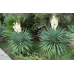 ЮККА НИТЧАСТА ВІЧНОЗЕЛЕНА (дорослий кущ із голими корінням)
