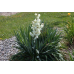 ЮККА НИТЧАСТА ВІЧНОЗЕЛЕНА (дорослий кущ із голими корінням)