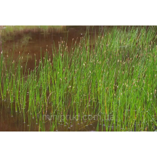 БОЛОТНИЦЯ БОЛОТЯНА, СІТНЯГ (великий кущ у сітчастому горщику)