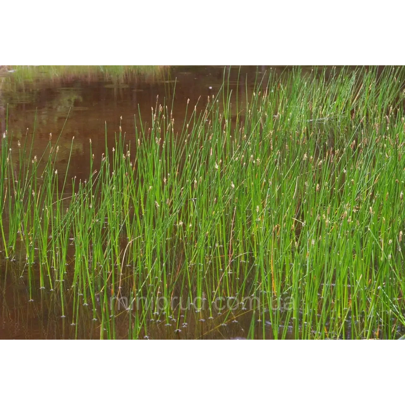 БОЛОТНИЦЯ БОЛОТЯНА, СІТНЯГ (великий кущ у сітчастому горщику)