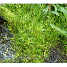 СИТНИК  ПОВЗУЧИЙ, ЮНКУС (доросла рослина в технологічному горщику)