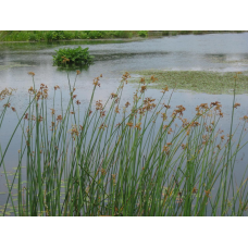 ОЧЕРЕТ ОЗЕРНИЙ (великий кущ у сітчастому горщику)
