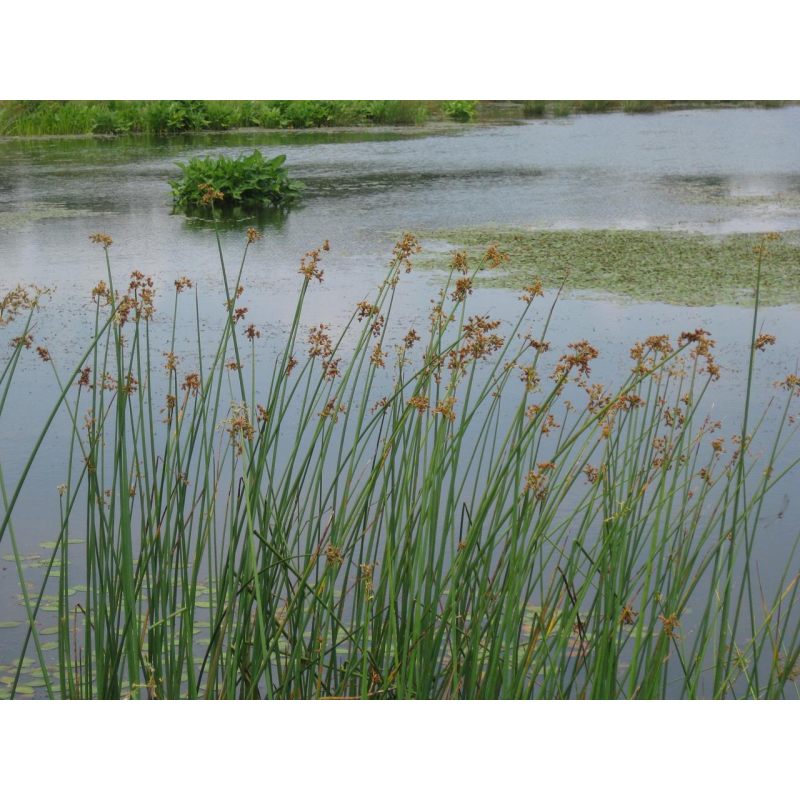 ОЧЕРЕТ ОЗЕРНИЙ (великий кущ у сітчастому горщику)