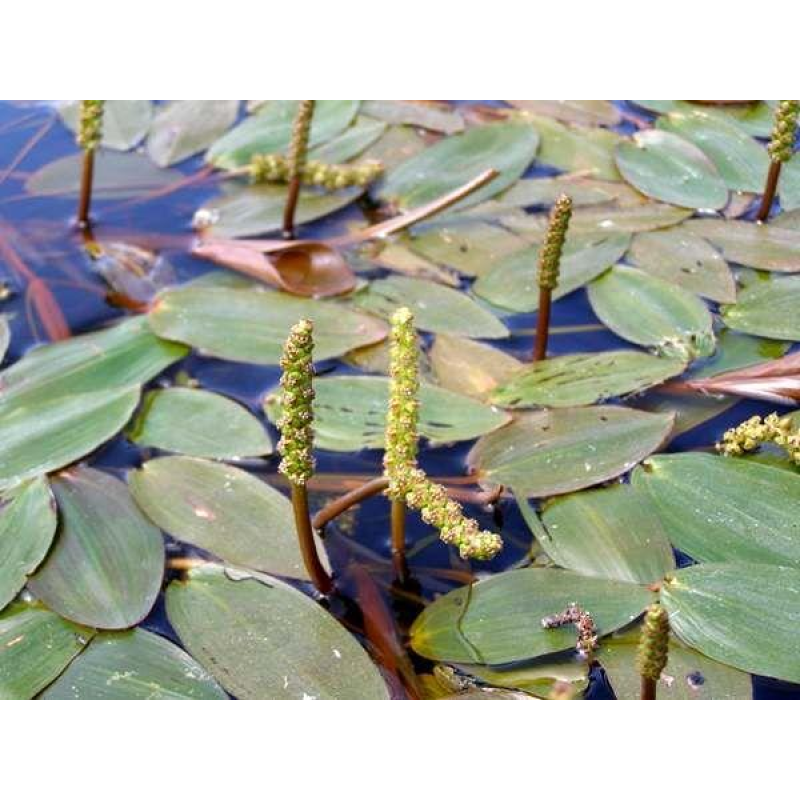 РДЕСТ ПЛАВАЮЧИЙ (доросла рослина в технологічному горщику)