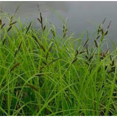 ОСОКА СТРУНКА, ГОСТРА (доросла рослина з голим корінням)