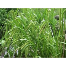 ОСОКА СТРУНКА, ГОСТРА (великий кущ у сітчастому горщику)