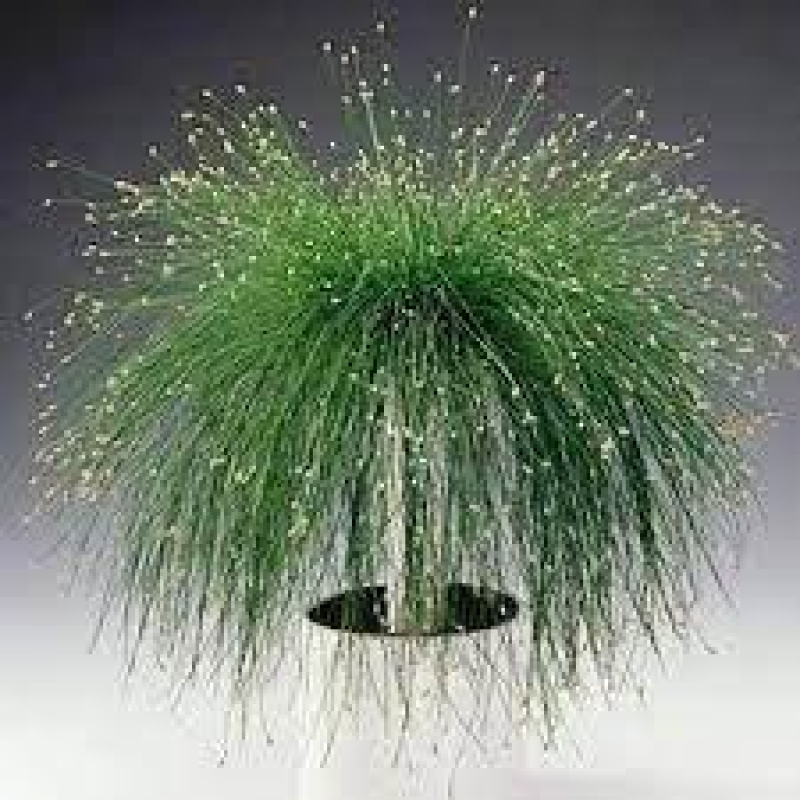 ІЗОЛЕПІС, ОЧЕРЕТ КІМНАТНИЙ (дорослий кущ у технологічному горщику)