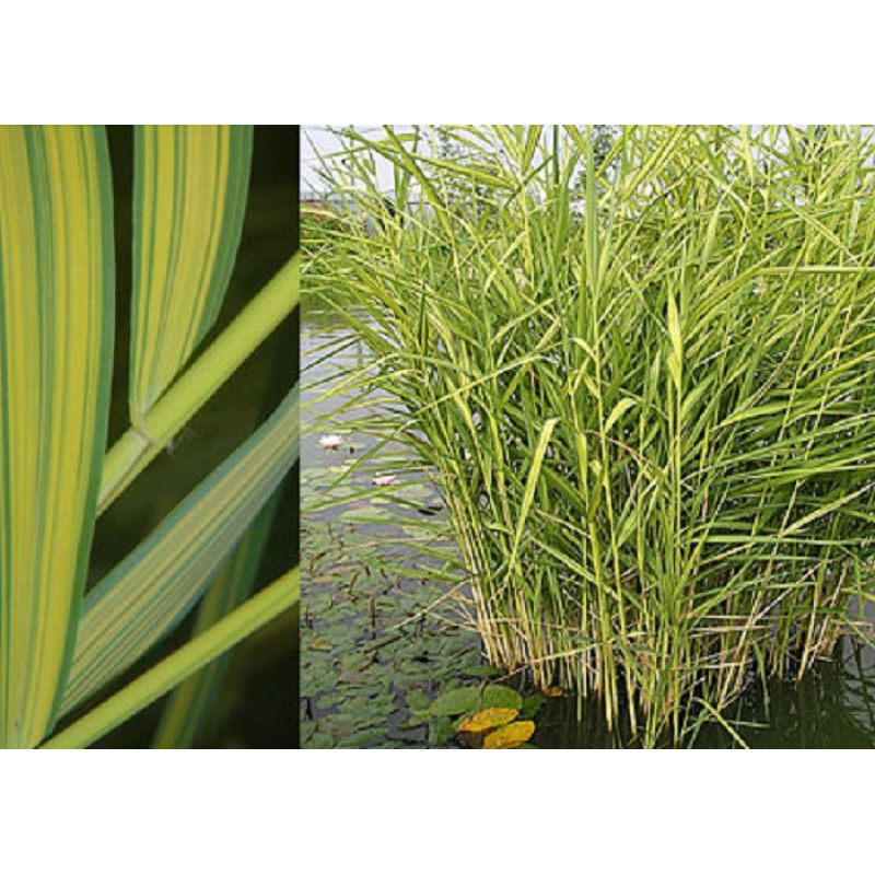 ТРОСТИНА АВСТРАЛІЙСЬКА СМУГАСТА ВАРІЄГАТНА (дорослий кущ у технологічному горщику)