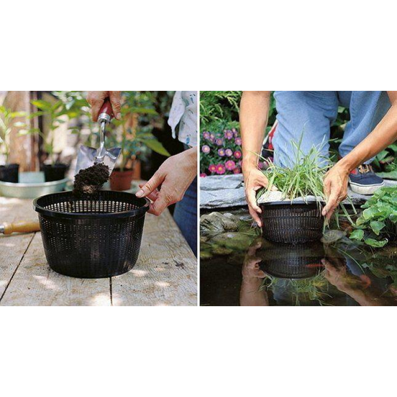 ДОГЛЯД ЗА ВОДНИМИ РОЗТІННЯМИ (ОБРЕЗКА, ЧИСТКА, ПРОРЕЖУВАННЯ, ПЕРЕСАДКА)