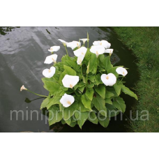 КАЛА ВОДНА КОРЕНЕВА БІЛА (великий кущ у сітчастому горщику)