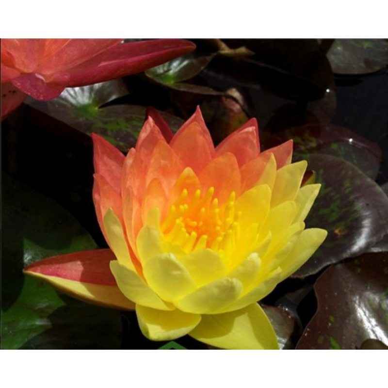 ЛАТАТТЯ, НІМФЕЯ “ВАНВІЗА“ (відросток з голим корінням)