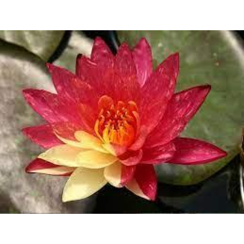 ЛАТАТТЯ, НІМФЕЯ “ВАНВІЗА“ (дорослий кущ у сітчастому горщику)